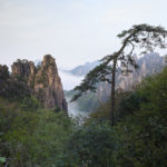 黄山松